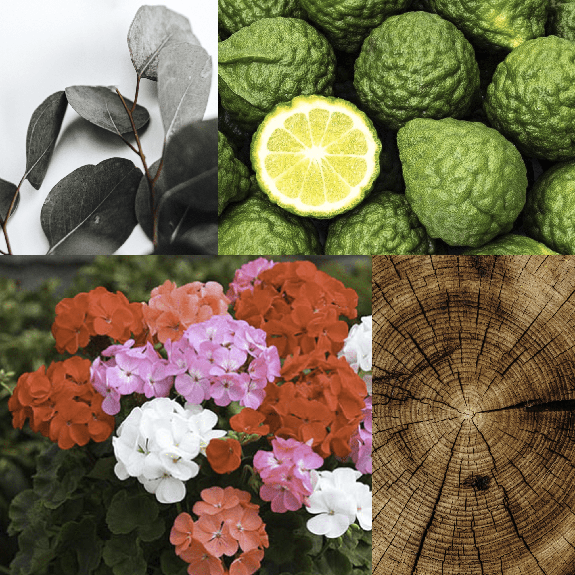 What does Bergamot & Geranium smell like? - Edward George London
