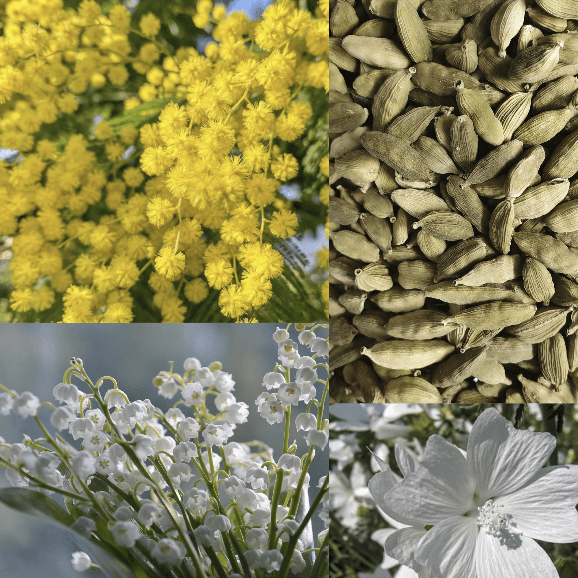 What does Cardamom & Mimosa smell like? - Edward George London