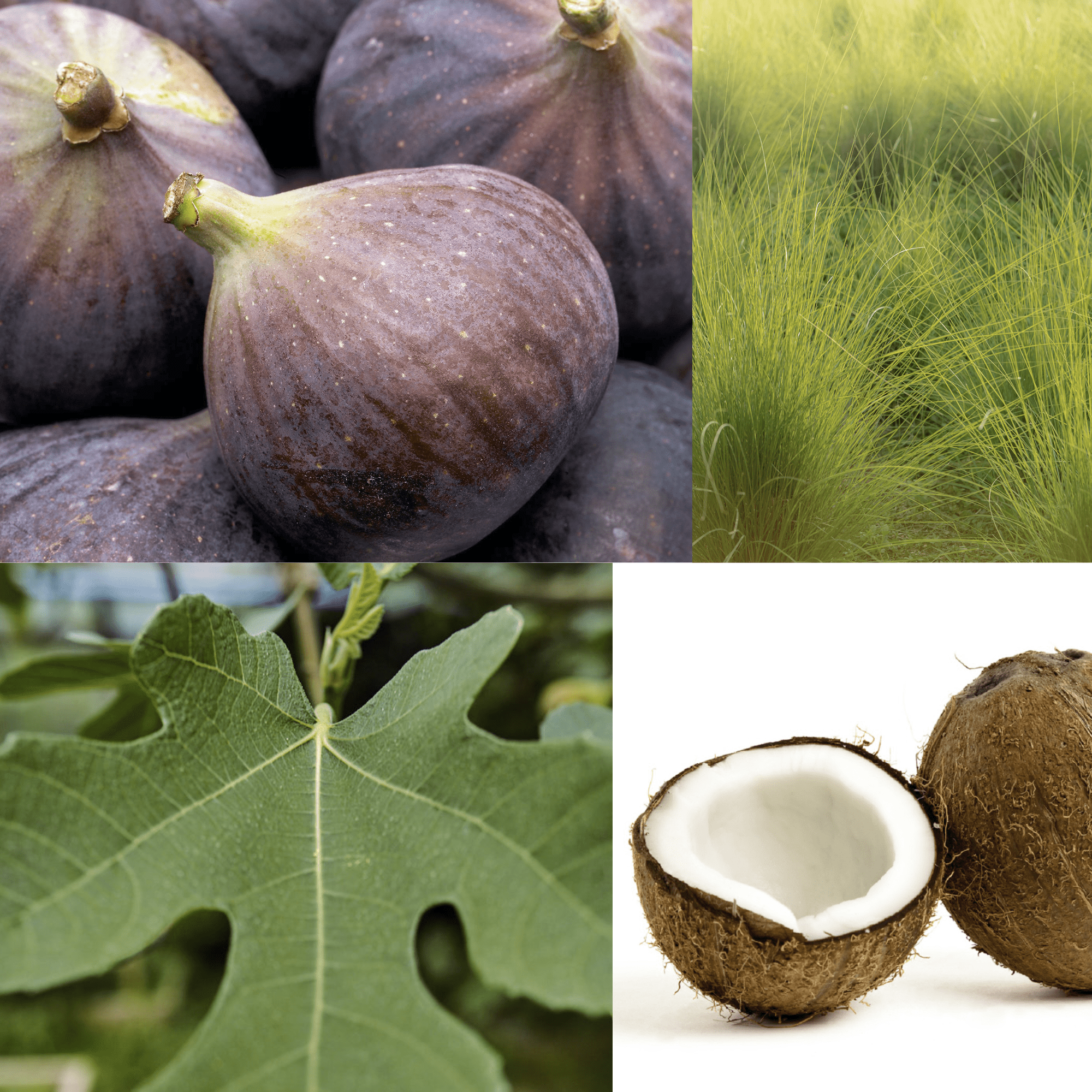 What does Fig & Vetiver smell like? - Edward George London