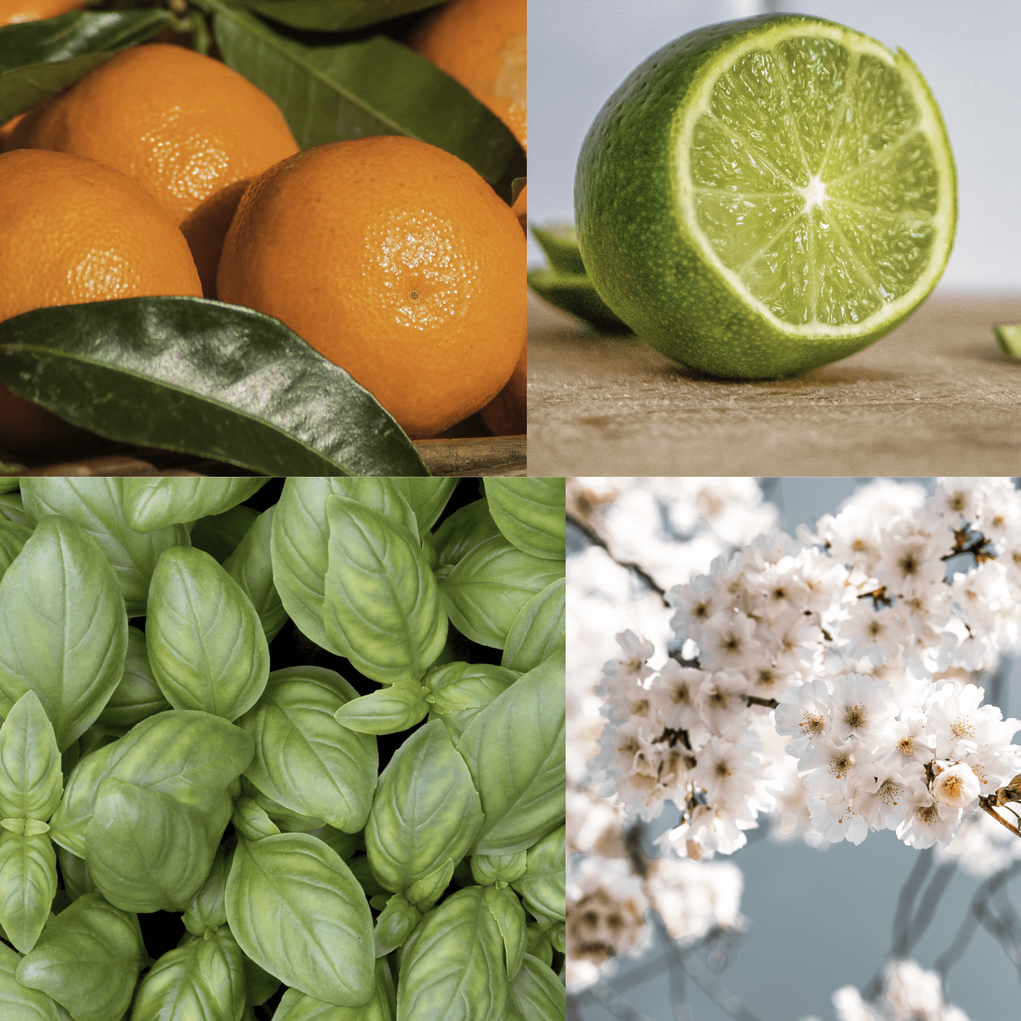 What does Lime Basil & Mandarin smell like? - Edward George London
