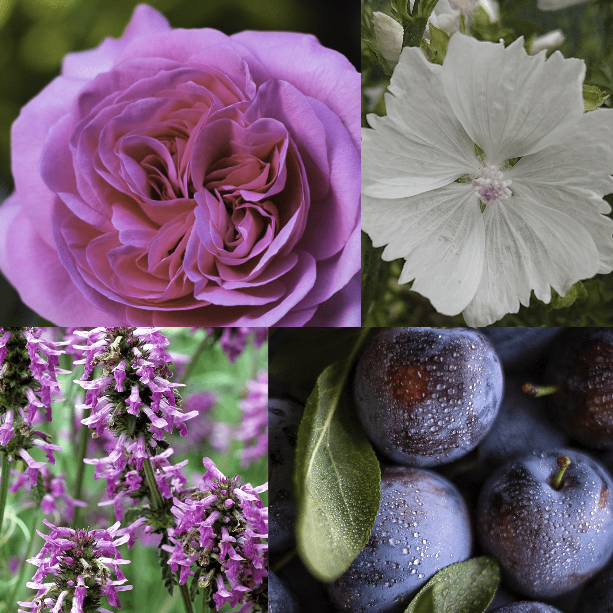 What does Damson Plum Rose & Patchouli smell like? - Edward George London