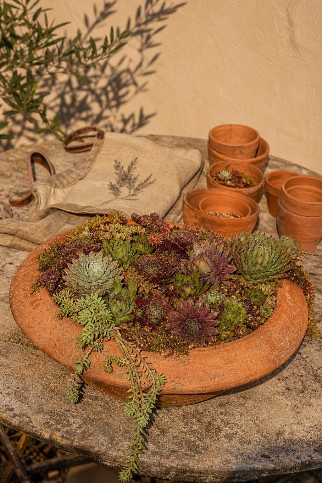 A wide shallow terracotta bowl pot styled on a garden table with succulents, stone surface, and warm afternoon light against a Farrow & Ball Naperon painted wall