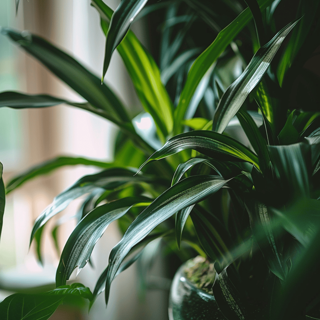 A close-up of a snake plant, spider plant, or peace lily, known for their air-purifying properties, Feng Shui style